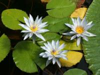 Tropisches Seerosentrio - Mortella Garten